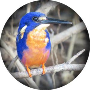 Azure-Kingfisher-round1